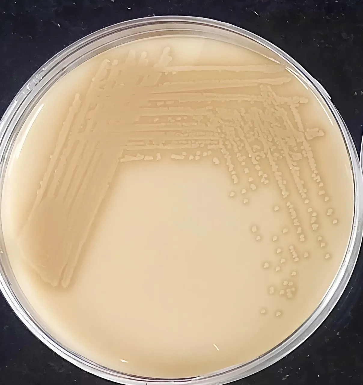 bacterial plate bioleaching